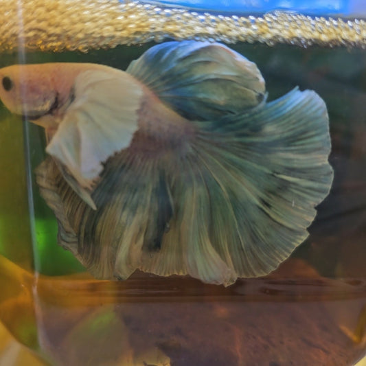 WHITE BLIUE DUNBO HALFMOON/ 湖蓝色大耳半月251054