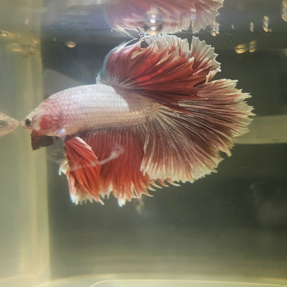 Dark Color Rosetail Halfmoon Betta 2605A30