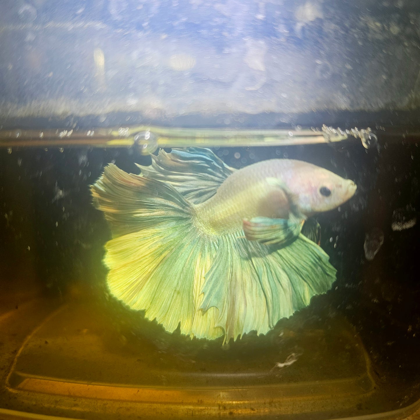 Light Color Rosetail Halfmoon Betta 2605A07