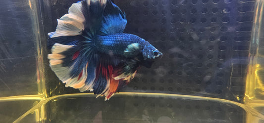 ROSE TAIL BLUE CANDY HALFMOON L (OHM)0603