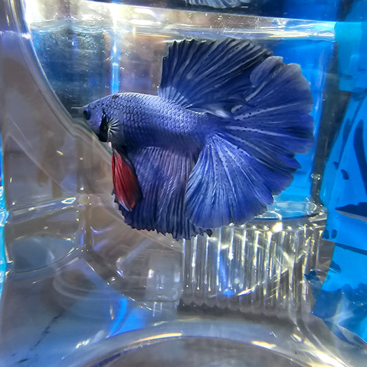 SUPER FULL BLUE HM(M)250979