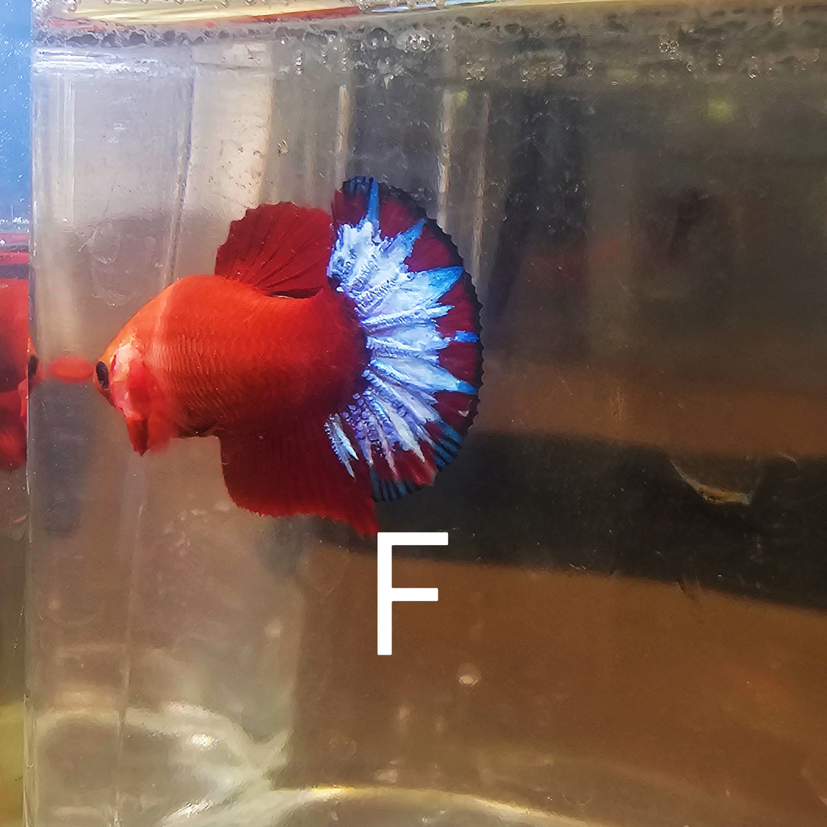 PAIR STAR TAIL HELL BOY BETTA 260902