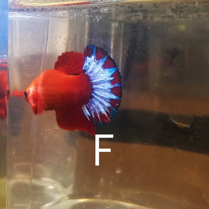 PAIR STAR TAIL HELL BOY BETTA 260902