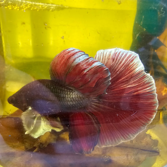 RED COPPER DUMBO HALFMOON/红铜色大耳半月251032