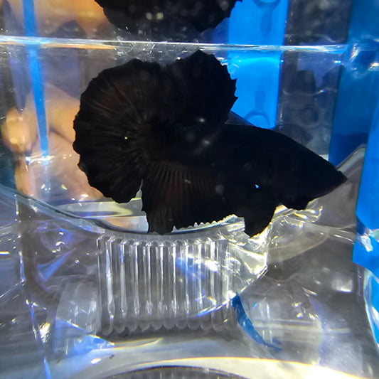 SUPER BLACK HMPK 250909