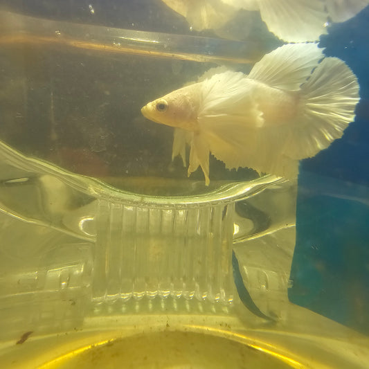 PUER WHITE SUPER DUMBO PK/纯白超级大耳将军251147