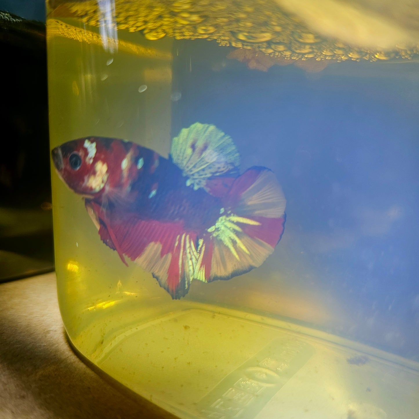 NEMO CANDY BETTA 260492