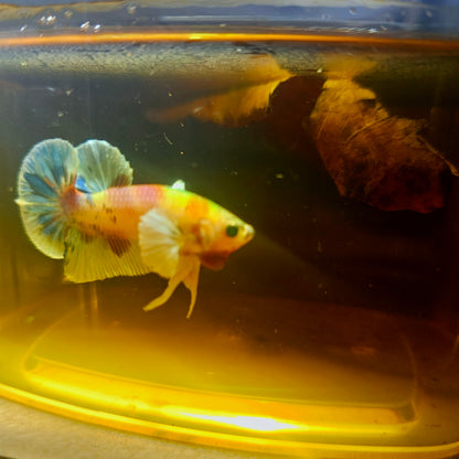 CANDY DUMBO BETTA 260443