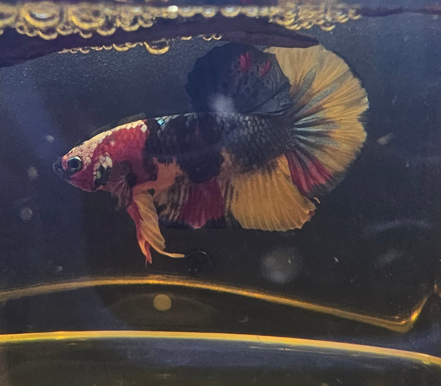 NEMO CANDY PK 12