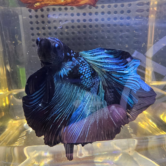 AVATAR GALAXY HALFMOON (OHM) 0652