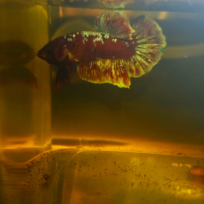 BARONGSAI BETTA 260409