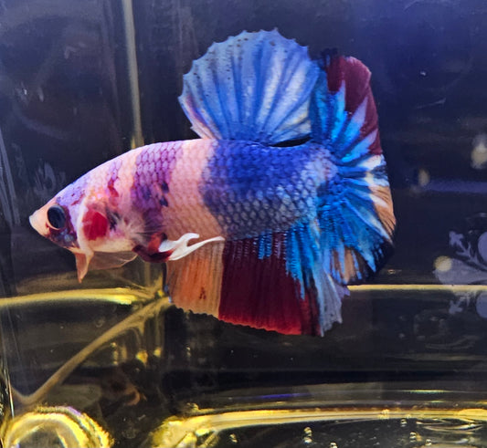 NEMO CANDY PK(VIOLA) 10