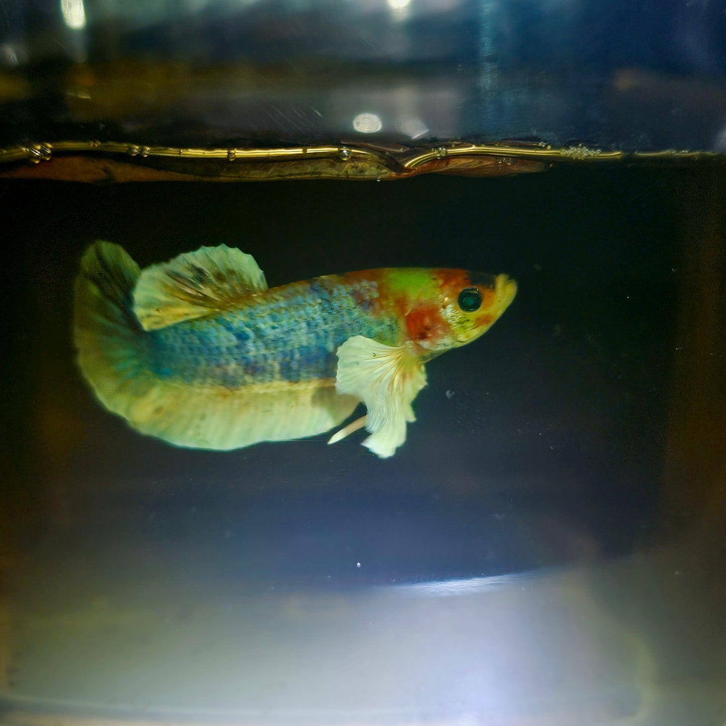CANDY DUMBO BETTA 260408