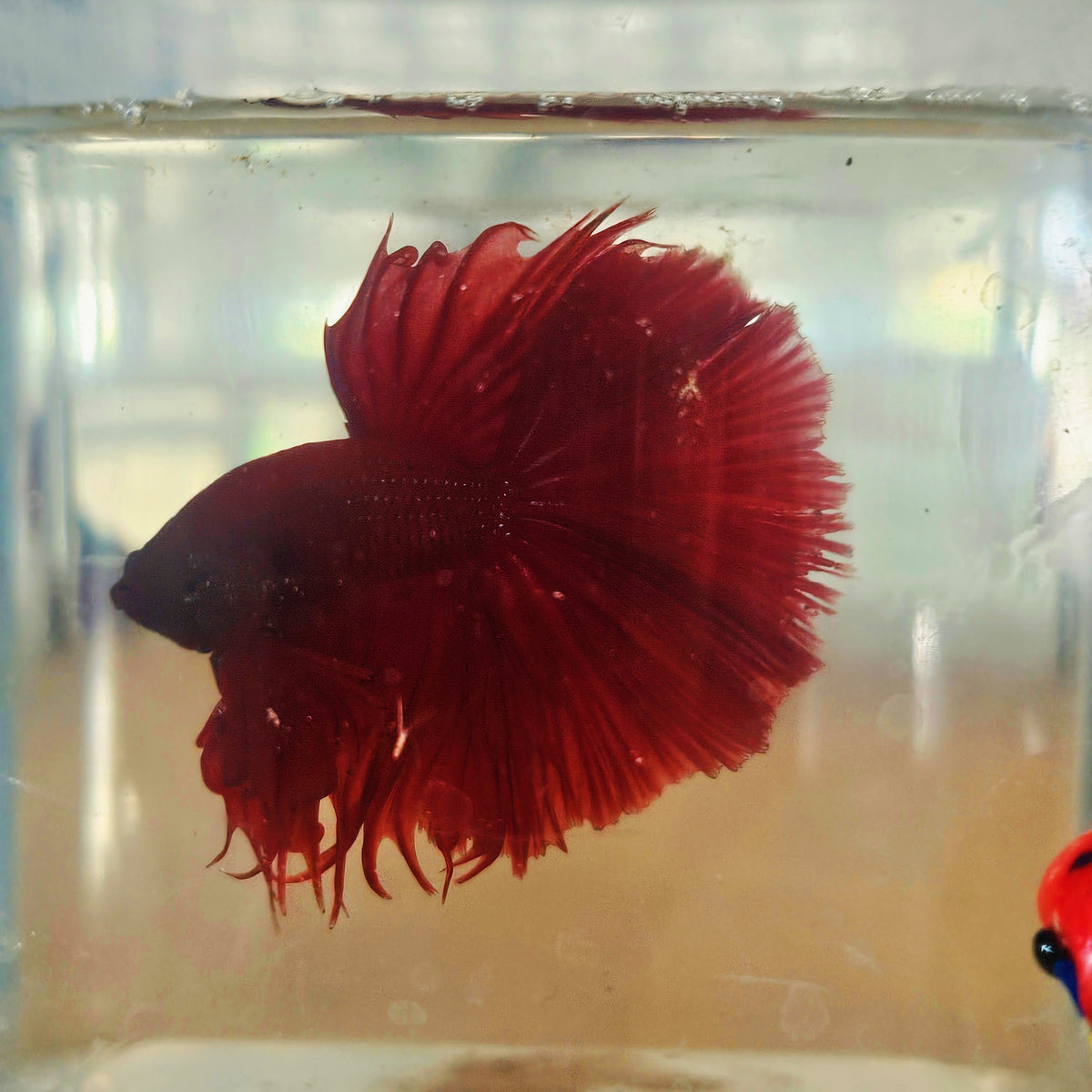 SOLID COLOR SPECIAL TAIL HALFMOON BETTA 260914