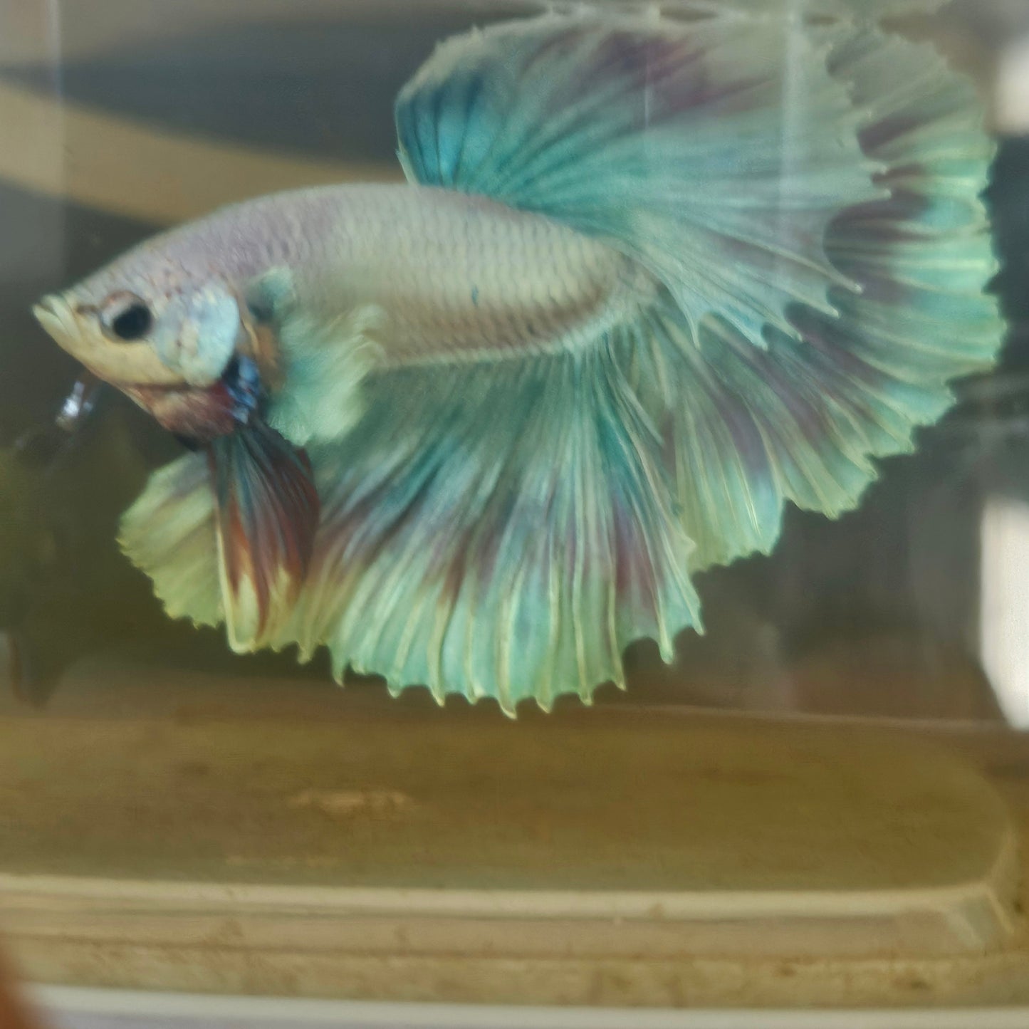 Light Color Maple Leaf Halfmoon Betta 2605A65