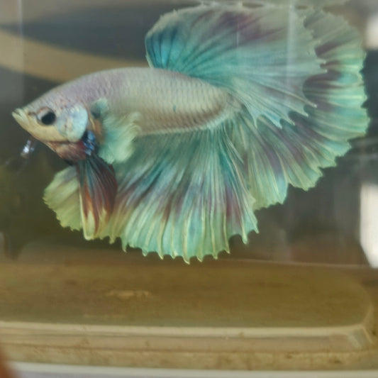 Light Color Maple Leaf Halfmoon Betta 2605A65