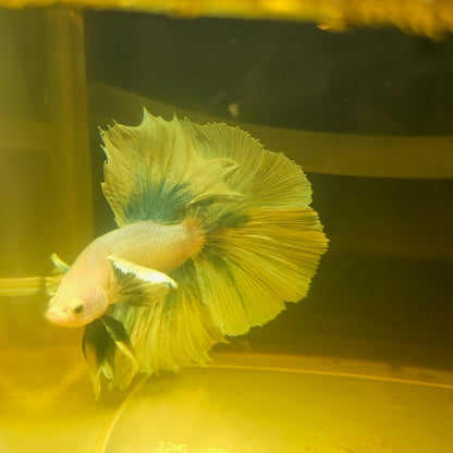 Light Color Dumbo Rosetail Halfmoon Betta 2605B43