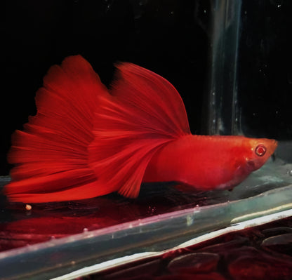 FULL RED ALBINO GUPPY (BIG DORSAL FIN)/粗体大背全红白子孔雀