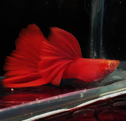 FULL RED ALBINO GUPPY (BIG DORSAL FIN)/粗体大背全红白子孔雀