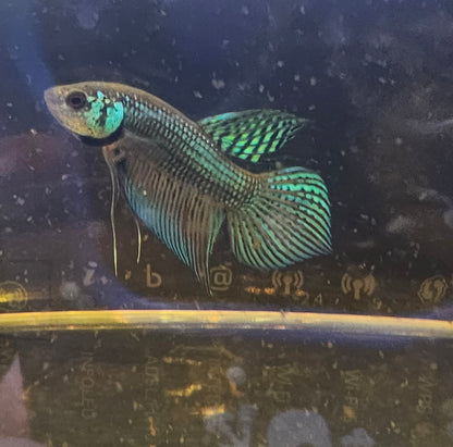 MAHACHAI WILD BETTA 08 (CODA CHITARRA)