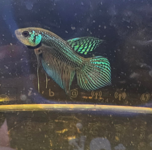 MAHACHAI WILD BETTA 08 (CODA CHITARRA)