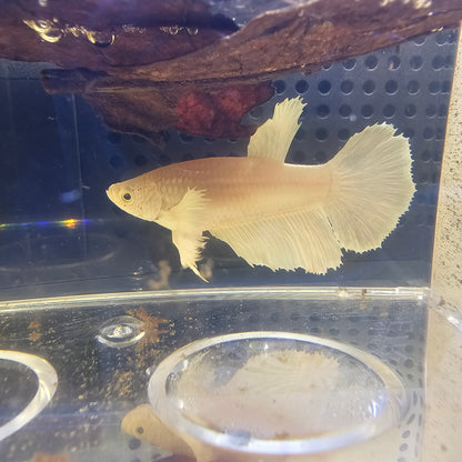 BIANCO PURO DUMBO HALFMOON FEMMINA 0633