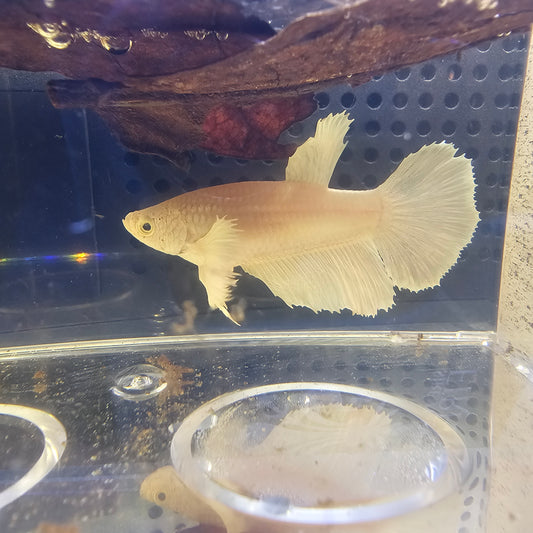 BIANCO PURO DUMBO HALFMOON FEMMINA 0633