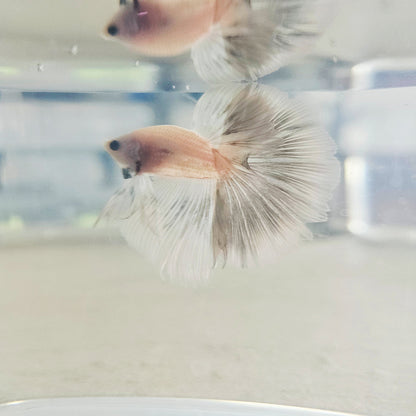 LIGHT COLOR HALFMOON BETTA 260922
