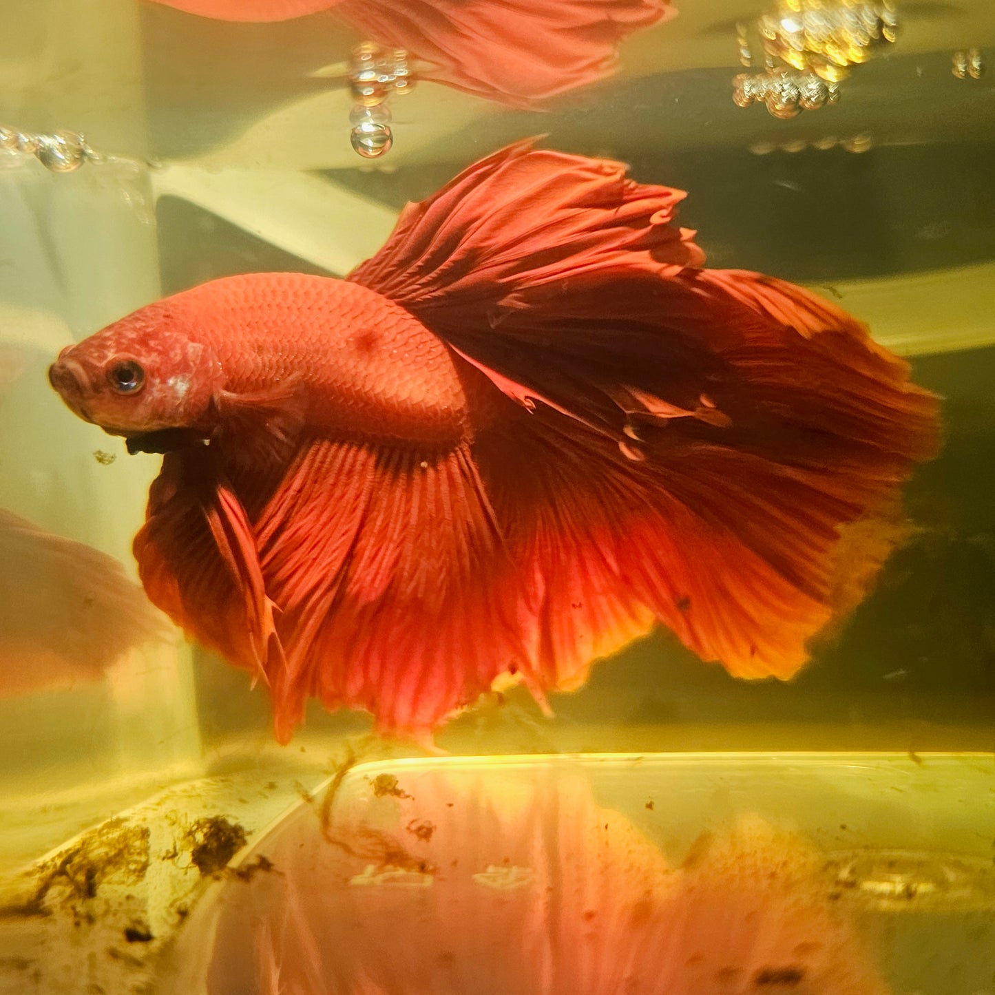 Giant Full Red Rosetail Halfmoon Betta(OHM) 2605B48