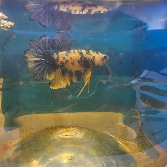 YELLOW CANDY HMPK (MAPLE TAIL)枫叶尾黄糖果251173