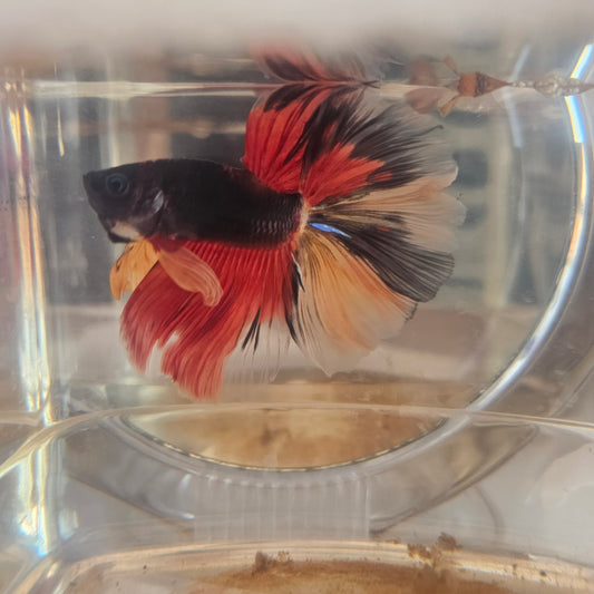 Red black candy Halfmoon (OHM)250718