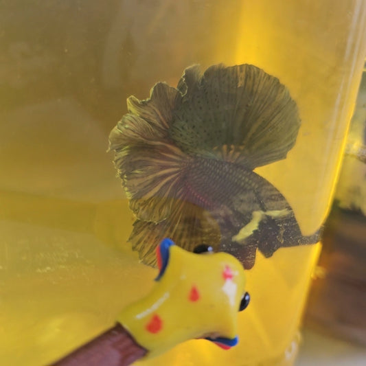 COPPER DUMBO HALFMOON (ROSE TAIL)/玫瑰尾铜色大耳半月251013