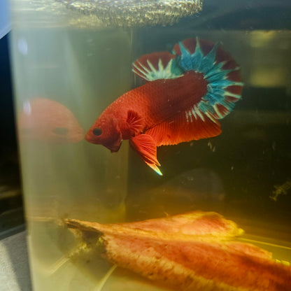 HELL BOY BETTA 260427