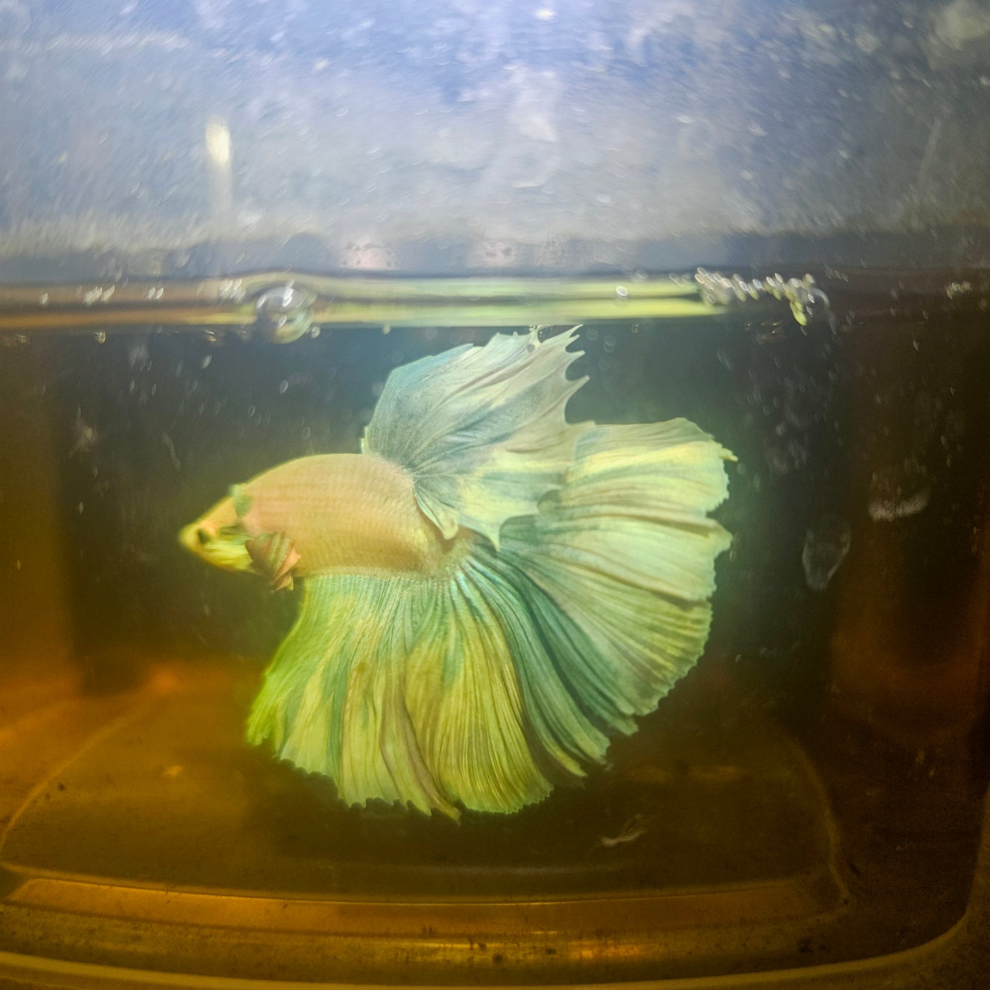 Light Color Rosetail Halfmoon Betta 2605A07