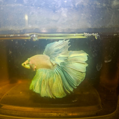 Light Color Rosetail Halfmoon Betta 2605A07