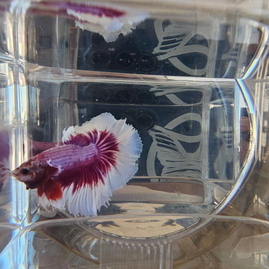 Halfmoon Apache bianco e viola 250715