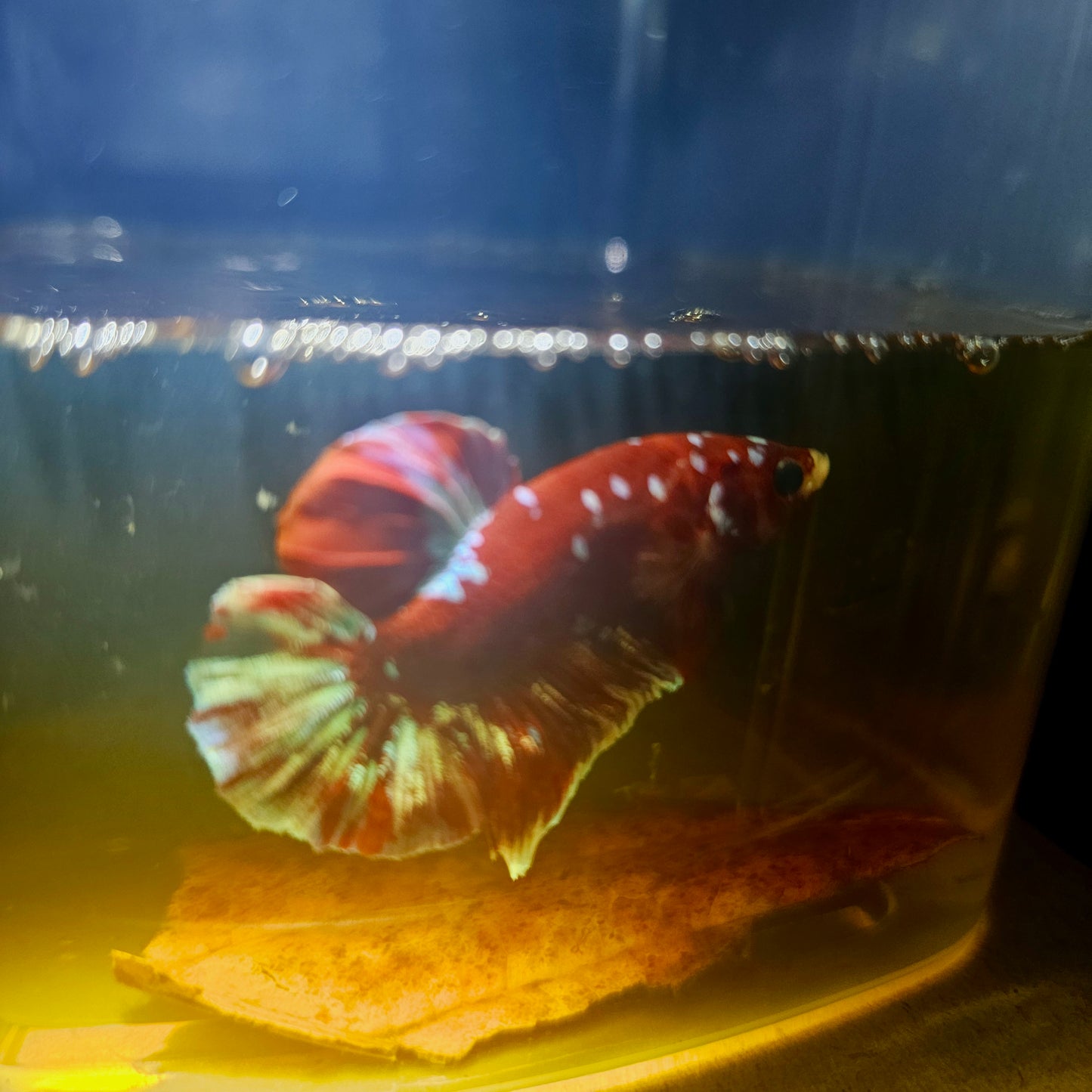 BARONGSAI BETTA 260422