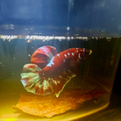 BARONGSAI BETTA 260422