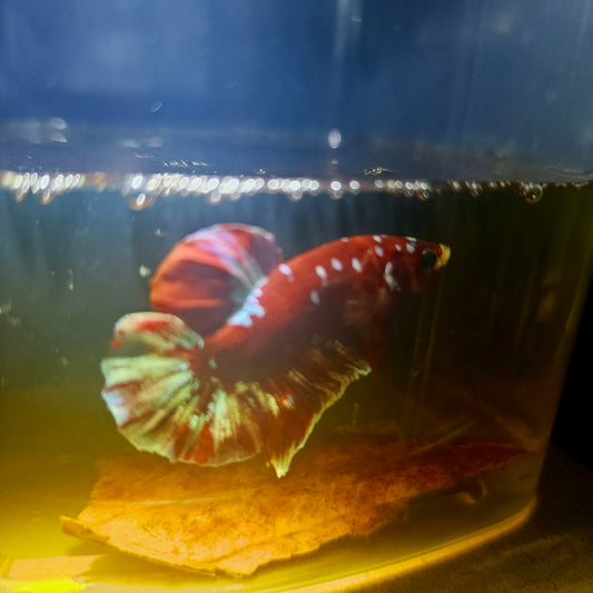 BARONGSAI BETTA 260422
