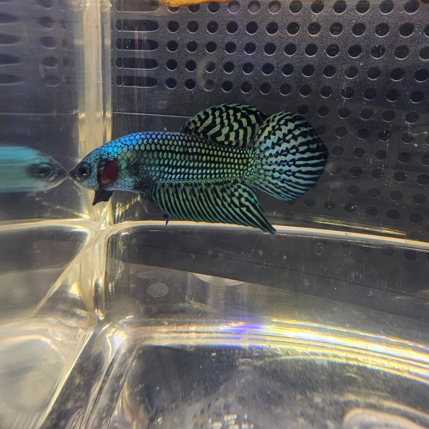 WILD BETTA ALIEN  CODA CHITARRA, BLUE 0629
