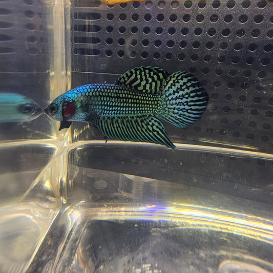 WILD BETTA ALIEN  CODA CHITARRA, BLUE 0629