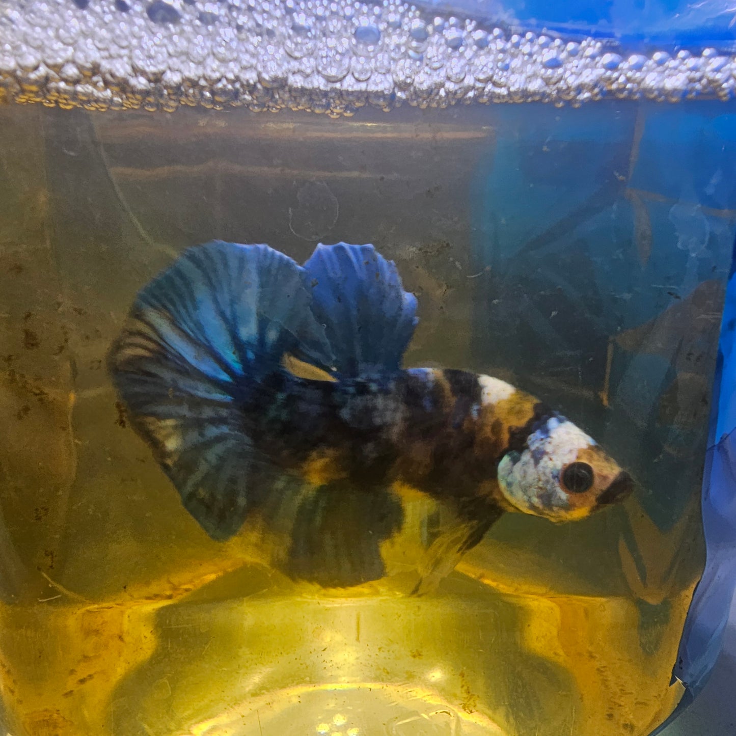 FULL COLOR YELLOW CANDY HMPK/满色大理石黄糖251165