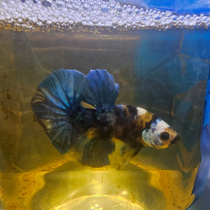 FULL COLOR YELLOW CANDY HMPK/满色大理石黄糖251165