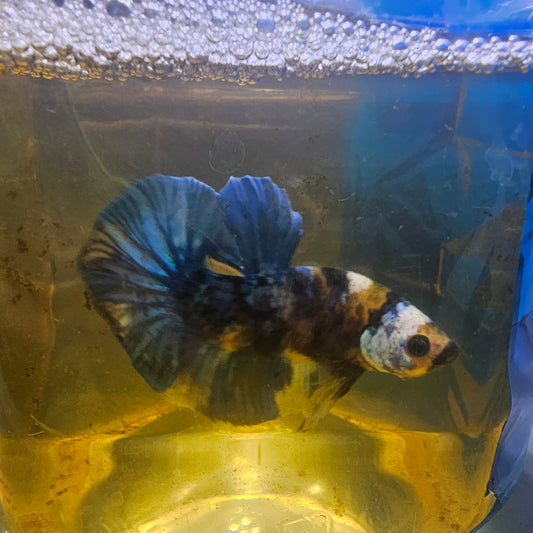 FULL COLOR YELLOW CANDY HMPK/满色大理石黄糖251165