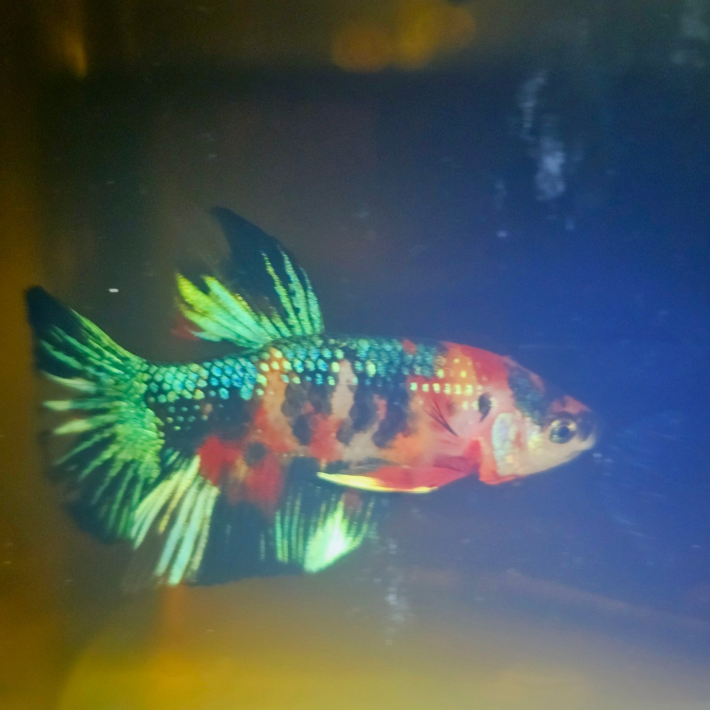 METALIC CANDY BETTA 260403