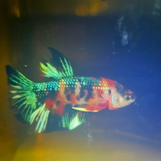 METALIC CANDY BETTA 260403