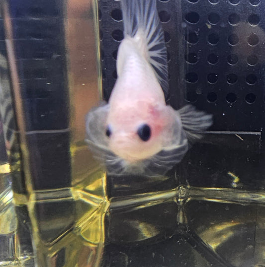 TRANSPARENT KOI 0525