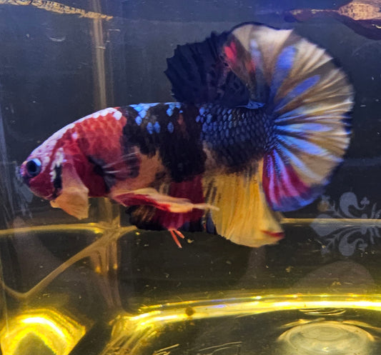 NEMO CANDY PK 12