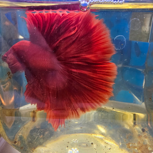 ROSE TAIL FULL RED HALFMOON/ 全红玫瑰尾半月251264