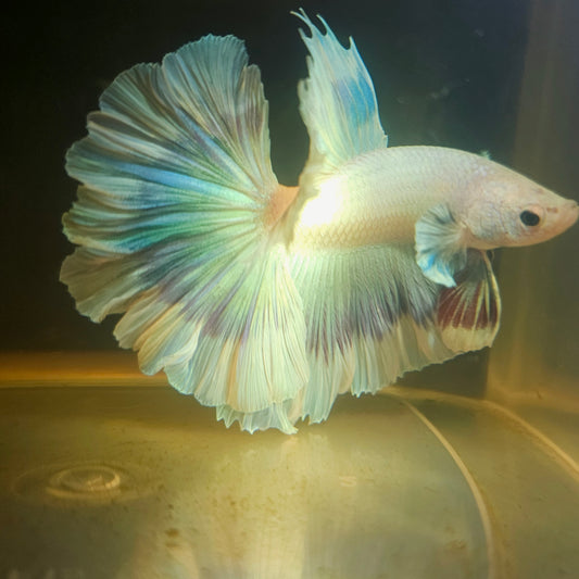 Purple White Feathertail Halfmoon Betta(OHM) 2605B41